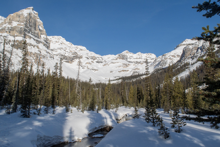 Chickadee Valley