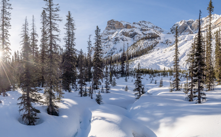 Chickadee Valley / avy runout